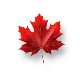 Maple Primary School